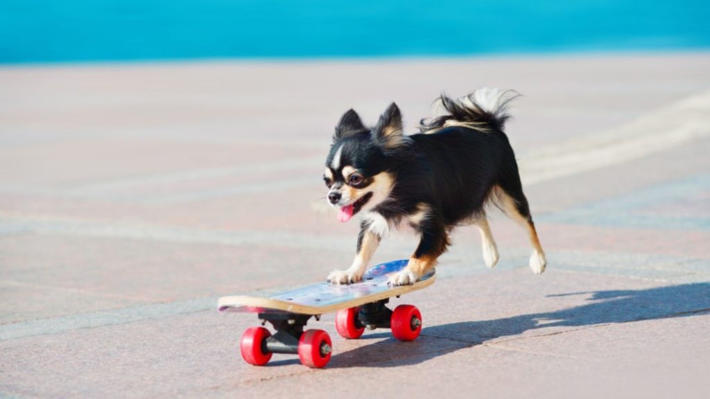 dog on skate board (personal brand)